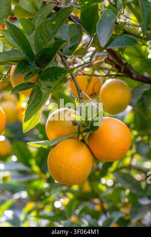 Oranges (Citrus x sinensis) ripening on the tree in November, Alpes-Maritimes, France Stock Photo