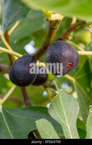 Purplish black figs on tree Stock Photo