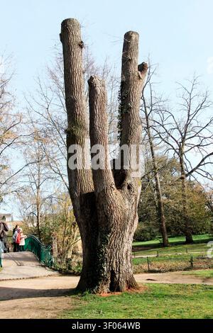 Pruned tree in the botanical garden, Le Mans, Sarthe, France. Stock Photo