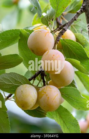 Mirabelle plums 'de Nancy', France Stock Photo