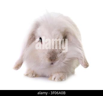 aries rabbit in front of white background Stock Photo