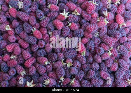 Extra-wide horizontal composition of freshly harvested ripe raspberries photographed from above in natural daylight. The image forms a seamless fruit Stock Photo