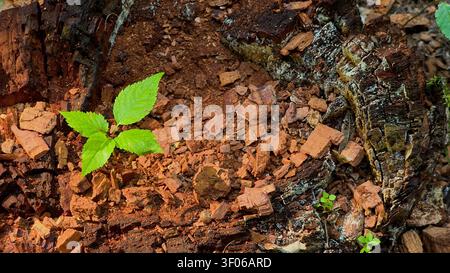 small young tree sapling growing out of an old decayed tree stump in a forest. New life, hope and rebirth concept Stock Photo