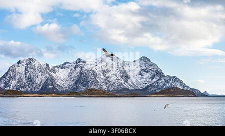 A sea eagle glides over the water in the fjords between Vesteralen and Lofoten in Norway, looking for fish to catch. The scene shows the natural habit Stock Photo