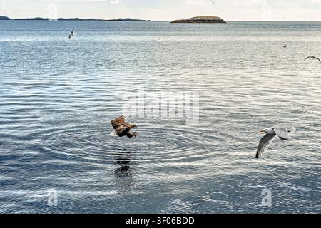 A sea eagle glides over the water in the fjords between Vesteralen and Lofoten in Norway, looking for fish to catch. The scene shows the natural habit Stock Photo