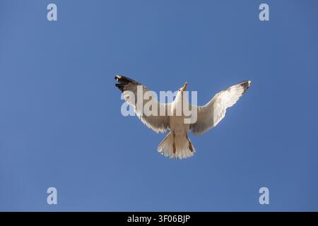 A white seagull glides overhead with wings fully spread against a vivid, cloudless blue sky, capturing freedom, motion, and airy minimalism in bright Stock Photo