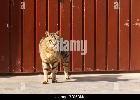 Alert tabby cat walking toward the camera in warm sunlight, casting a long shadow on concrete, with a red corrugated metal wall behind. Stock Photo