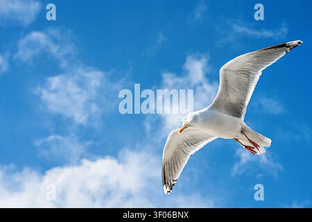 Seagull is soaring high in the blue sky with white clouds. It glides gracefully over the water during daylight hours. Stock Photo