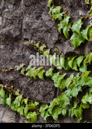 Dense green ivy vines spread across rough gray stone wall, forming rich natural contrast between fresh leaves and weathered rock, with climbing tendri Stock Photo