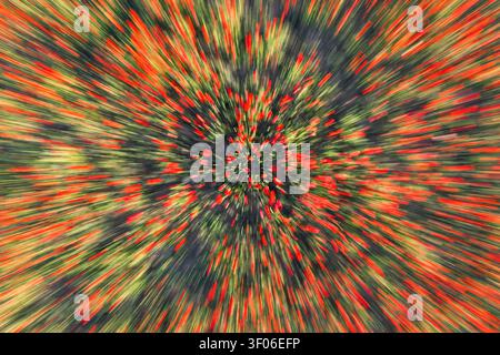Abstract radial zoom blur of a tree covered with red berries and green leaves, creating a dynamic burst pattern and colorful texture, photographed in Stock Photo