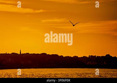 A seagull soars gracefully above the tranquil waters of the Mersey river, illuminated by the golden hues of the setting sun on a beautiful summer even Stock Photo