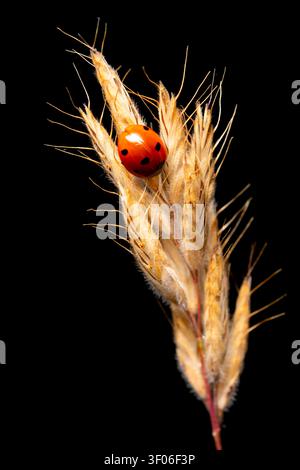 Macro documentary photo of a seven-spot ladybug resting on a dried grass seed head, isolated on black, capturing spring wildlife detail. Stock Photo