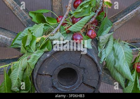 Fresh sweet cherries with green leaves arranged on an antique wooden cart wheel, creating a rustic countryside harvest composition with traditional se Stock Photo