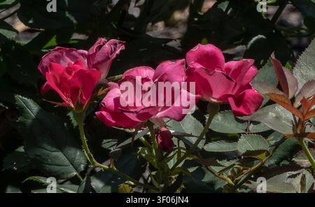 A collection of Knock Out Roses in the garden Stock Photo