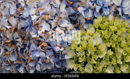 Blue and Green Hydrangea macrophylla Flower Clusters with Aging Petals in Summer Garden Stock Photo
