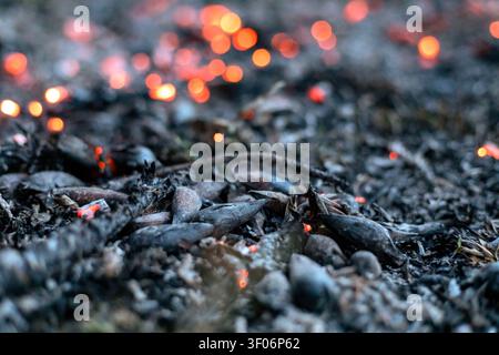 Close-up of fire-roasted pine nuts (sapecada de pinhao), a traditional Araucaria seed roasting in South Brazil Stock Photo
