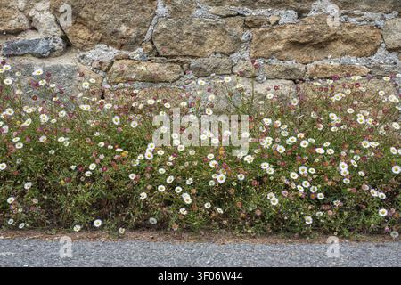 White-and-pink-flowered Mexican fleabane (Erigeron karvinskianus) grows profusely from the joints of an old, rustic dry stone wall made of natural sto Stock Photo