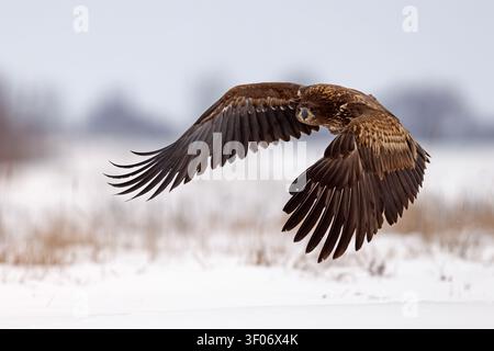 Juvenile White-tailed eagle (Haliaeetus albicilla) flying low with open wings and extended talons over a snowy winter field in Hungary Stock Photo