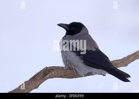 Hooded crow (Corvus cornix) with ruffled feathers perched on a branch in a snowy winter landscape at Hortobagy, Hungary Stock Photo
