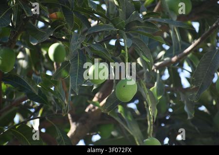Mango on Tree Stock Photo