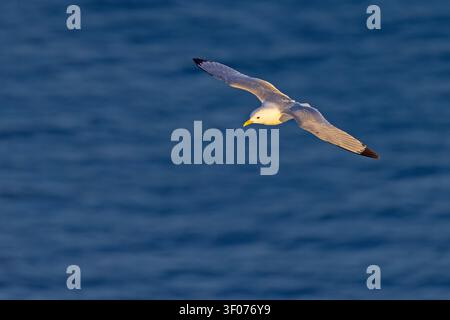 Black-legged kittiwake (Rissa tridactyla) flying over deep blue sea in morning light, Heligoland, Germany. Clean composition wildlife action shot. Stock Photo