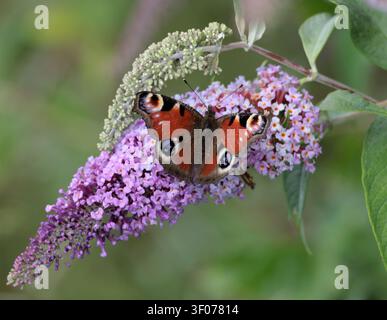 A Peacock butterfly (Aglais io) feeding on buddleia in Sussex UK Stock Photo