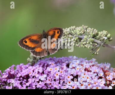 A Gatekeeper butterfly (Pyronia Tithonus) feeding on Buddleia in Sussex UK Stock Photo
