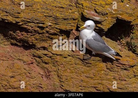 Black-legged kittiwake (Rissa tridactyla) perched on a textured red sandstone cliff face at Heligoland, Germany Stock Photo