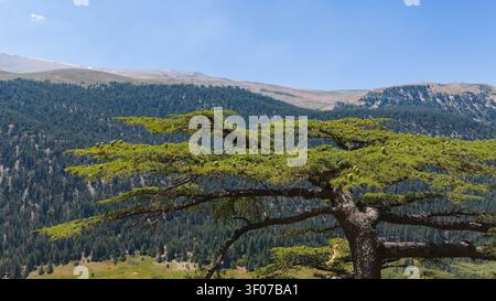 A close-up view of the green pinecones growing on the broad branches of a cedar tree, with rocky outcrops and pine trees in the background. Stock Photo