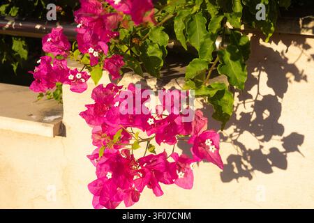 Pink bougainvillea flowers with shadows on beige wall background. Stock Photo