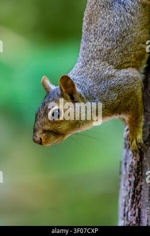Eastern Gray Squirrel, Sciurus carolinensis, on an oak tree in Mecosta County, Michigan, USA Stock Photo