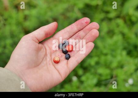 Freshly Picked Wild Berries in Hand Stock Photo