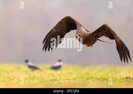 Juvenile white-tailed eagle (Haliaeetus albicilla) flying low over a grassy field, Poland. Action shot in flight with blurred background Stock Photo