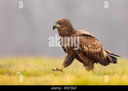 Juvenile white-tailed eagle (Haliaeetus albicilla) standing in a grassy field, Poland. Profile view close-up portrait with blurred background. Stock Photo