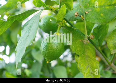 Fresh unripe green lemons growing on a tree branch. Stock Photo