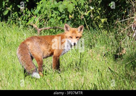 Rotfuchs / Red fox / Vulpes vulpes Stock Photo