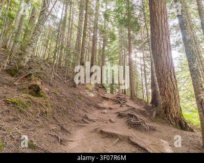 A rugged dirt path winds uphill through a dense forest of tall coniferous trees with exposed roots and dappled sunlight filtering through the canopy. Stock Photo