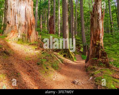 A sunlit dirt path winds through a dense forest of tall redwood trees with mossy bases and green undergrowth in Washington state. Stock Photo