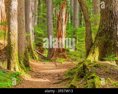 A sunlit dirt path winds through a dense forest of tall trees with moss-covered trunks and a decaying snag in the background. Stock Photo