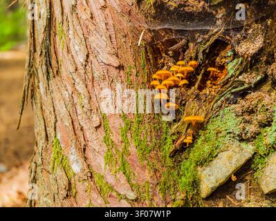 Cluster of small orange mushrooms growing on the textured bark of a moss-covered tree trunk in a forest setting. Stock Photo