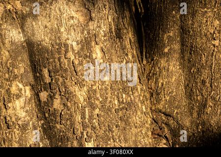 Close-up full frame shot of highly detailed and rough organic tree bark texture illuminated by warm evening sunlight in the nature of Brazil, ideal fo Stock Photo