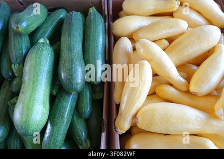 Cardboard Boxes Filled with Zucchini and Yellow Squash at a Farmers Market Stock Photo