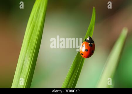 ladybug climbing on green grass blade macro Stock Photo