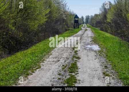 A narrow dirt road winds through fresh spring woodland toward a raised wooden hunting watchtower, bordered by green grass and shrubs. Tranquil, remote Stock Photo