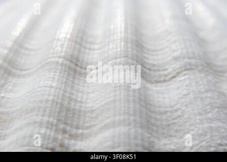 Macro view of a corrugated white seashell showing detailed ridges and textures Stock Photo