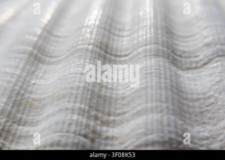 Macro view of a corrugated white seashell showing detailed ridges and textures Stock Photo