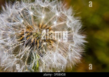 Detailed view of a fluffy dandelion seed head showing intricate details and patterns Stock Photo