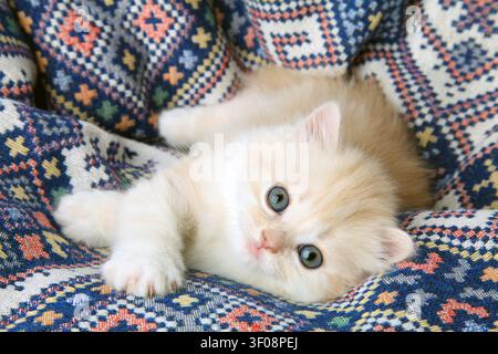 A small fluffy kitten lies on the sofa with an ornament and looks into the camera. Stock Photo