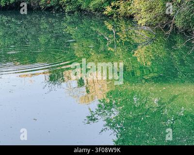 Peaceful forest reflected on calm lake water with gentle ripples and lush green foliage. A serene natural background ideal for themes of tranquility, Stock Photo