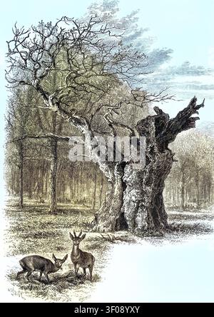 Striking trees, a natural monument, the Herne Oak in the central Home Park of nearby Windsor Great Park. According to English folklore, the royal huntsman Herne the Hunter hanged himself from this tree. Since then, his ghost is said to ride around the oak at midnight in winter, wearing a stag's antlers on his head. England, illustration, reproduction of a 19th-century original. Authentic, file restored for optimal use, exact date of original unknown, historical, nostalgically colored. Stock Photo